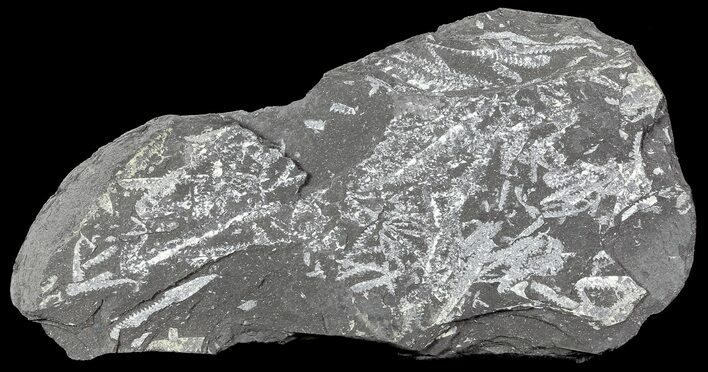 Fossil Graptolites (Didymograptus) - Great Britain #68012